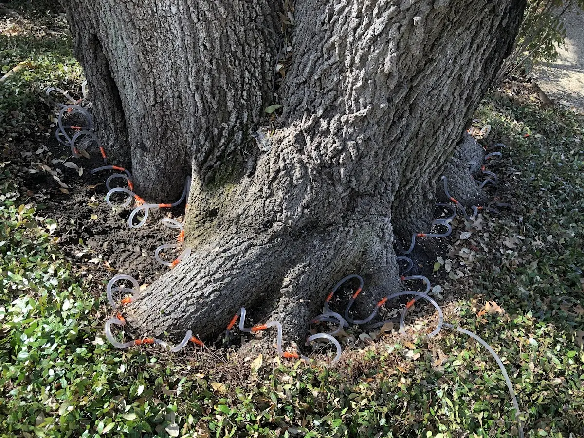 Detailed Tree Cabling and Bracing job site in Interior
