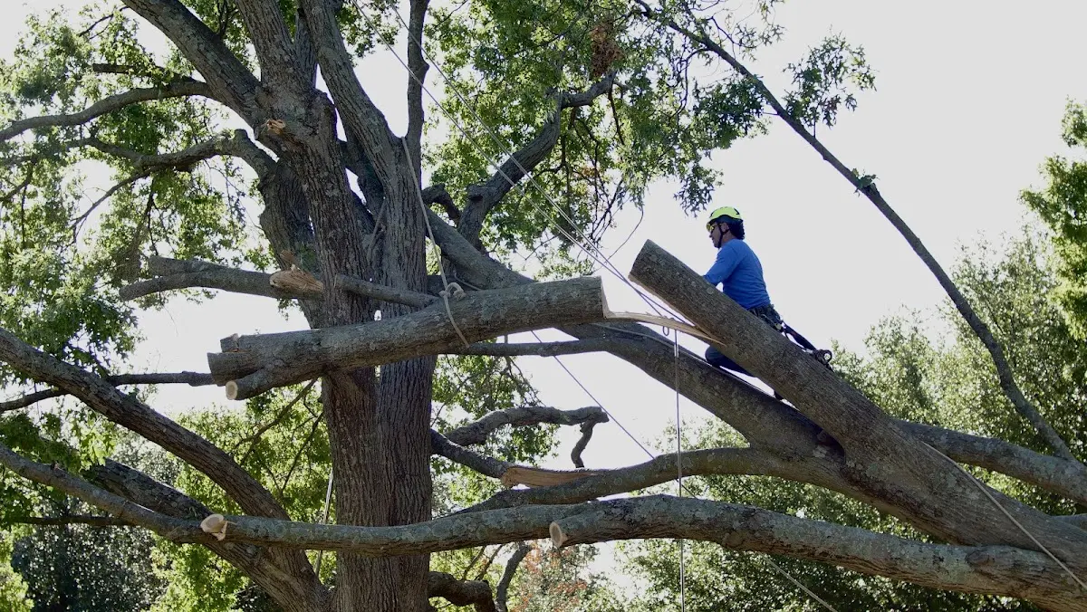 Professional Hazardous Tree Removal performed by certified arborists in Interior